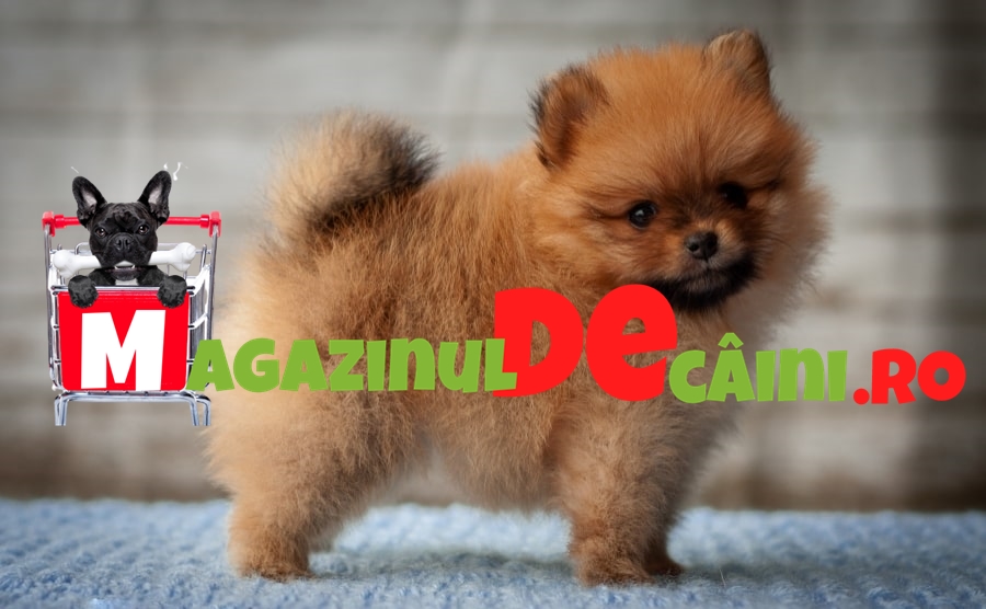 Pomeranian De Vanzare Magazinul Caini